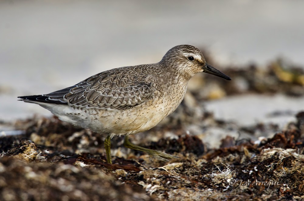 Correlimos gordo, Calidris canutus, Red Knot Correlimos gordo, Calidris canutus, Red Knot
