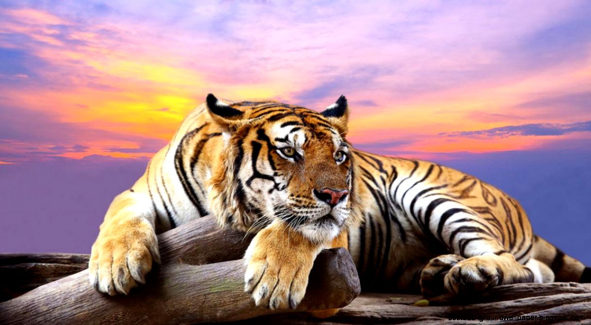 Wild animals Live Wallpaper   Android Apps on Google Play Wild animals Live Wallpaper   Android Apps on Google Play