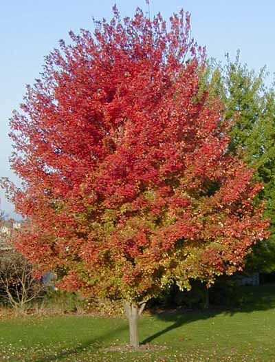 Autumn Maple4