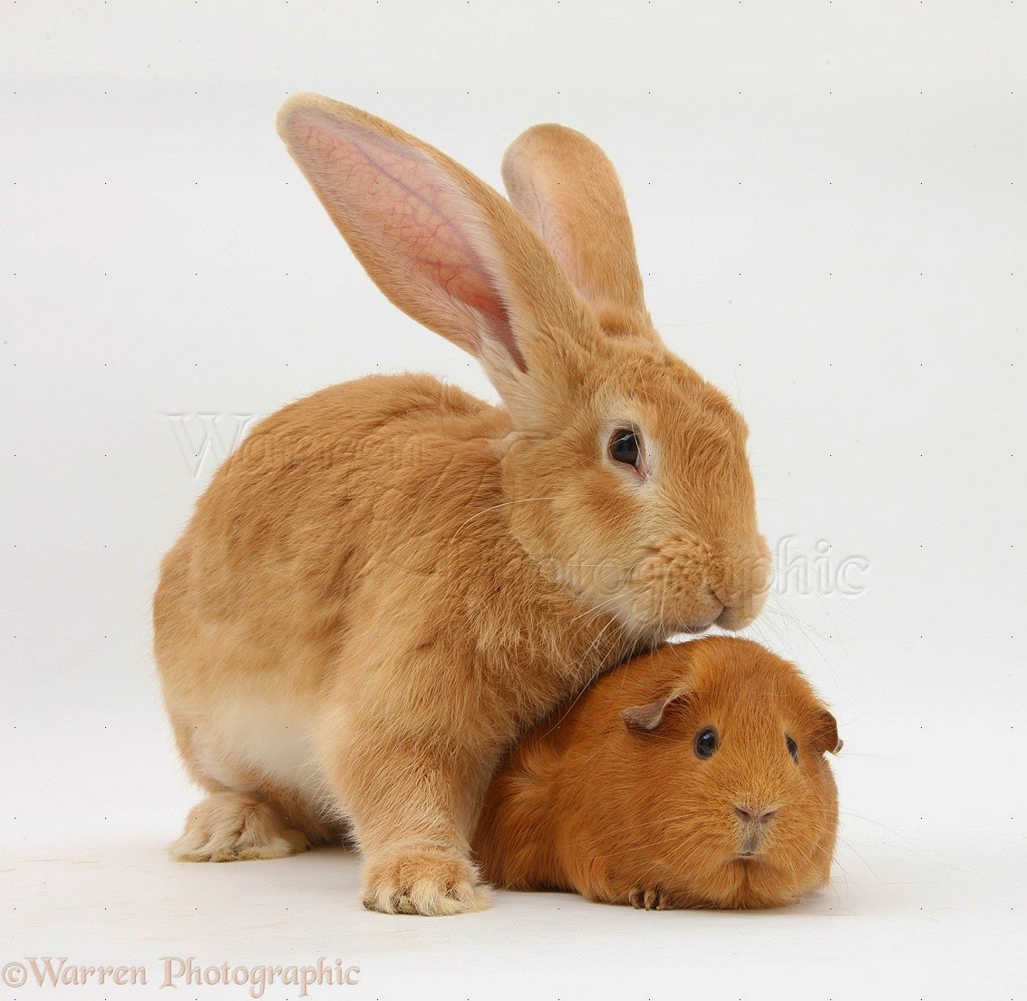 and rabbit the bunny hut why rabbits and guinea pigs should not be companions and rabbit the bunny hut why rabbits and guinea pigs should not be companions