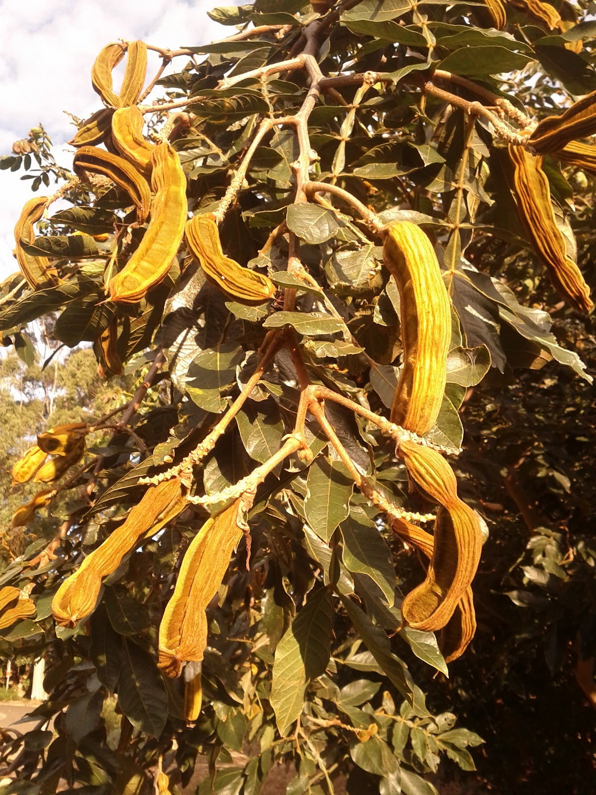 Growing Paradise Ice cream bean tree (Inga edulis)