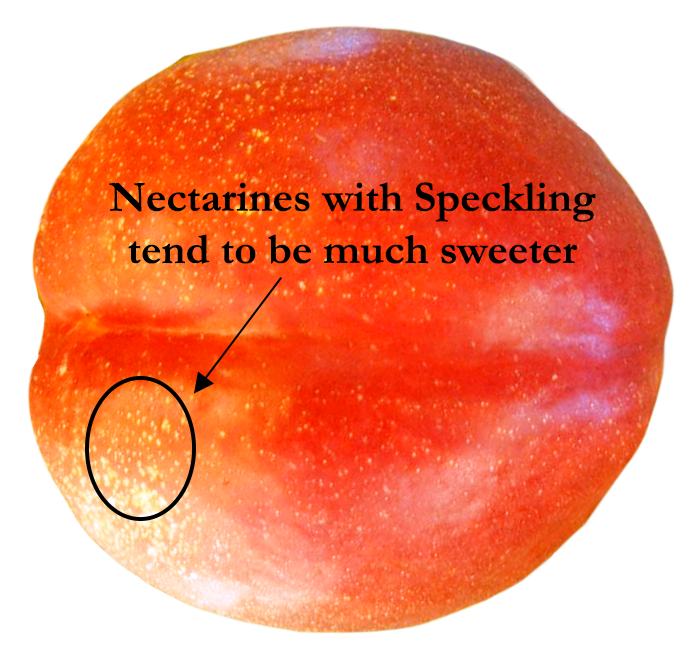 Produce Clerk The Produce Clerks Handbook by RICK CHONG