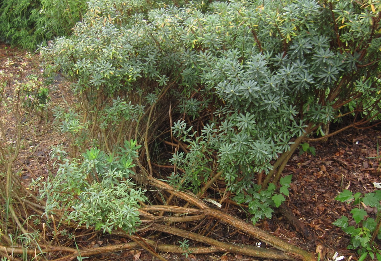 Arrowhead Alpines Blog The three rules to growing daphnes