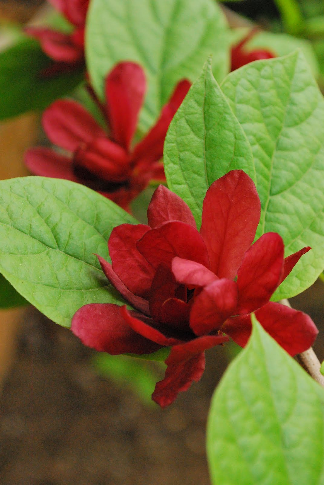 Fothergilla A Deer Resistant 3 Season Stunner
