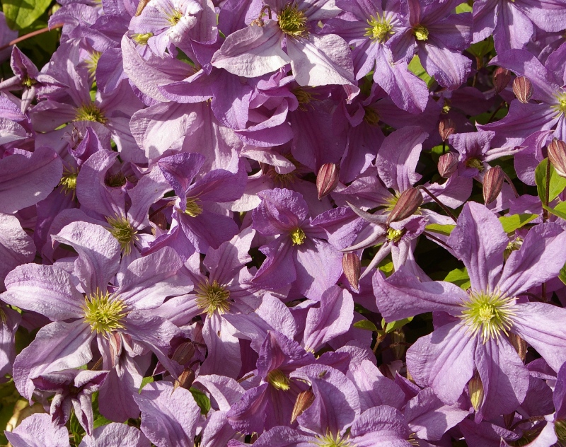 John Grimshaw's Garden Diary: July 2011