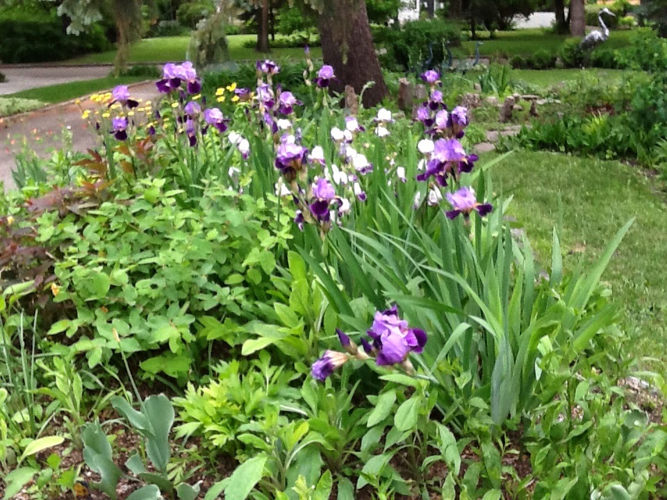 A Student Gardener UPDATES iris and calla lily