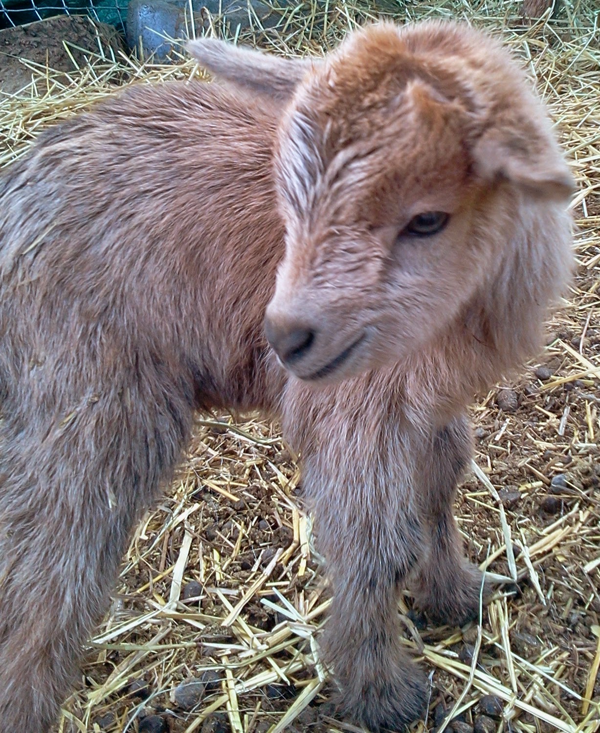 The Crafty Farmstead Newborn Baby Goat
