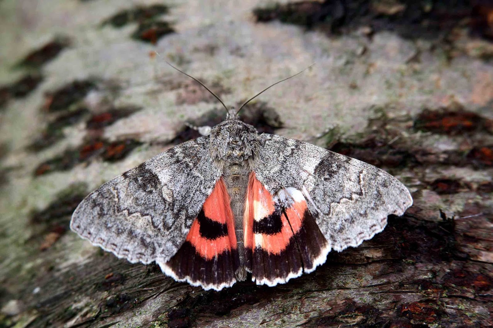 Darley Dale Wildlife Red Underwing