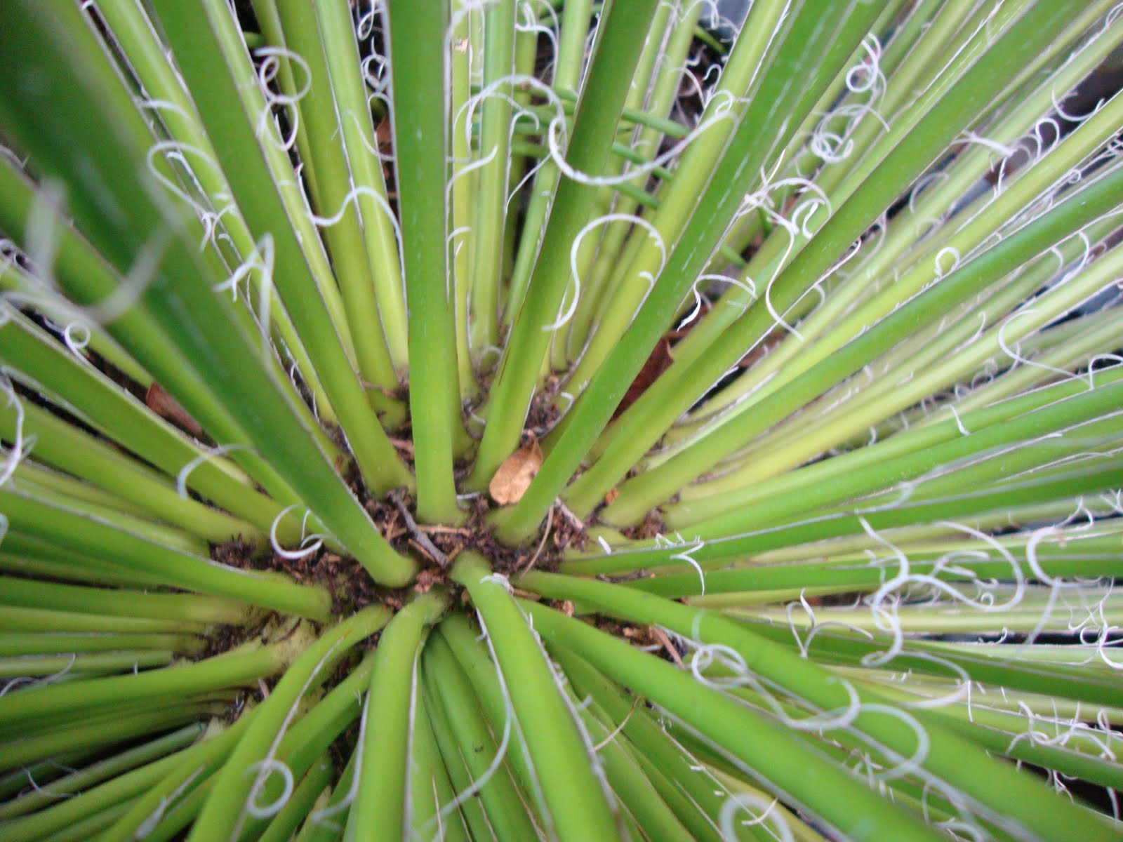 danger garden Everyone vacuums their plants right?