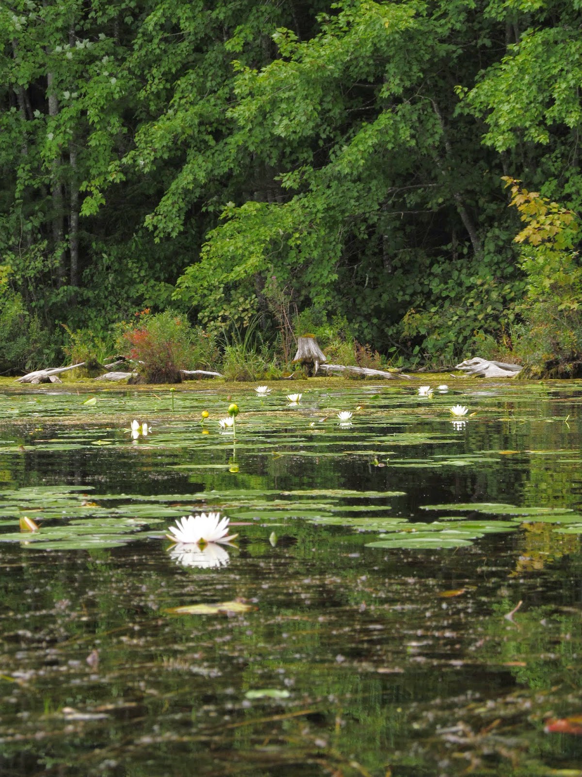 Recreational Kayaking in Maine Lake Arrowhead Limerick/Waterboro, ME