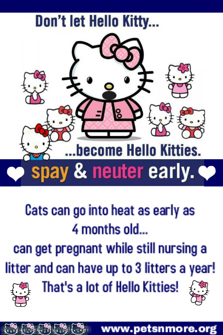 cost to spay a pets n more list of free to low cost spay and neuter clinics cost to spay a pets n more list of free to low cost spay and neuter clinics