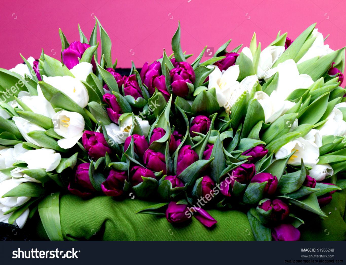 Purple And White Tulips On Black Chair With Green Cushion Stock Purple And White Tulips On Black Chair With Green Cushion Stock