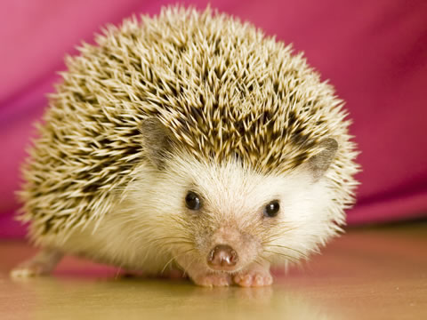 The Life of Animals: Hedgehog