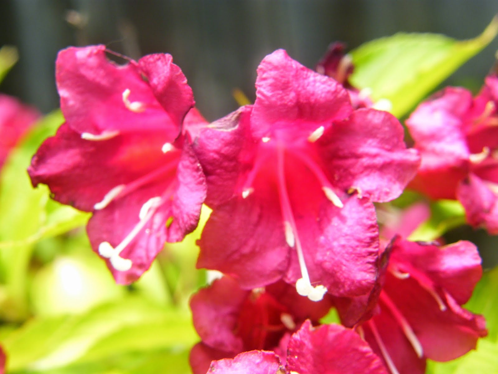 Weigela Sonic Bloom Pink Buy Weigela Shrubs Online