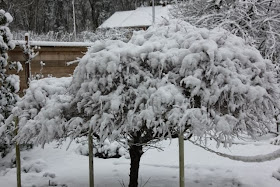 How to make cauliflower cheese