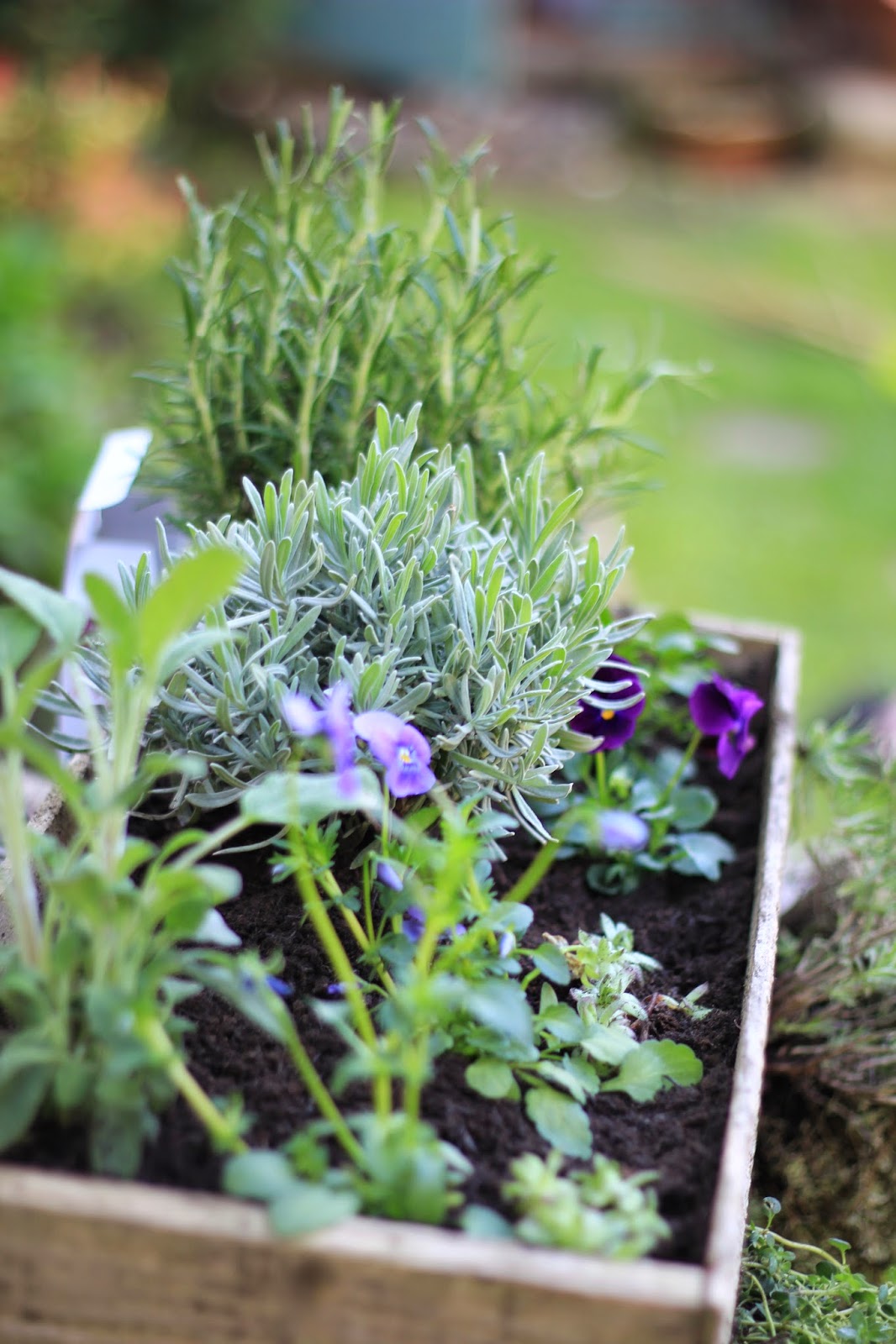 A handmade cottage The AHC guide to growing herbs + PLUS a pretty