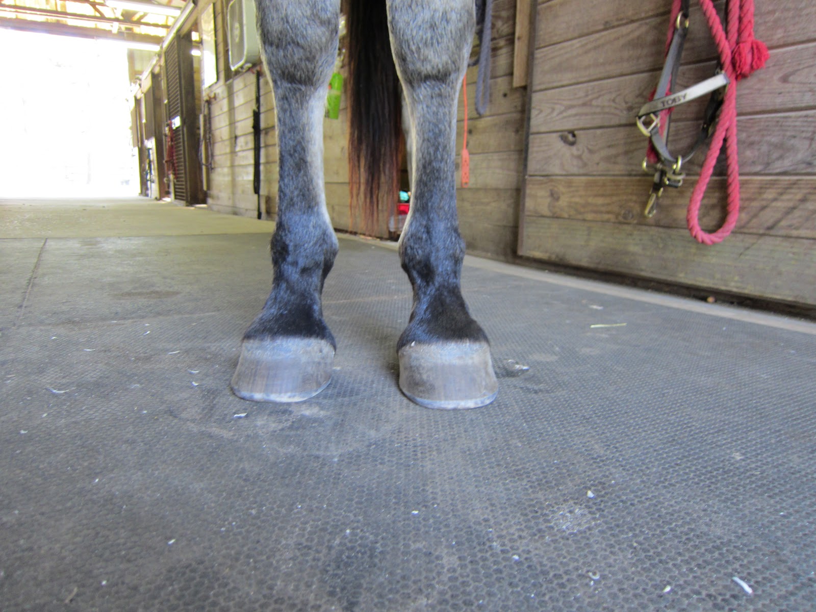 Memoirs of a Horse Girl My Barefoot Horse Hoofwall Update and "Boot Club"