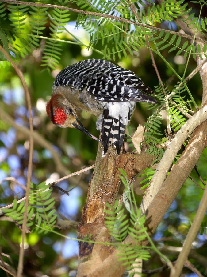 Birds Of Tobago: Red-crowned Woodpecker (Melanerpes rubricapillus) Feeding