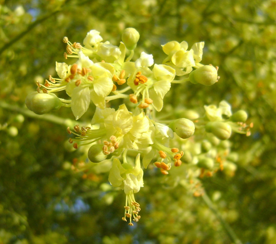 Barefoot Swan Desert Willow & Palo Verde