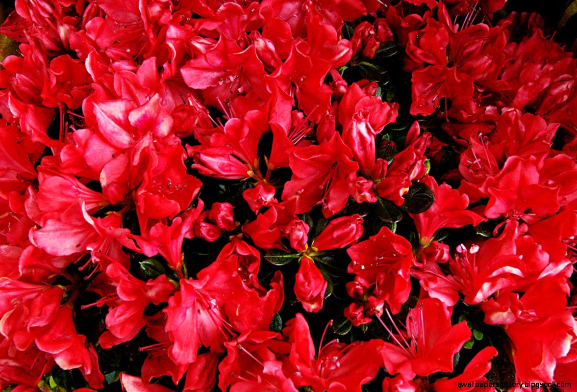 Barcelona Photoblog Red Hot Spring Flowers in Barcelona Barcelona Photoblog Red Hot Spring Flowers in Barcelona