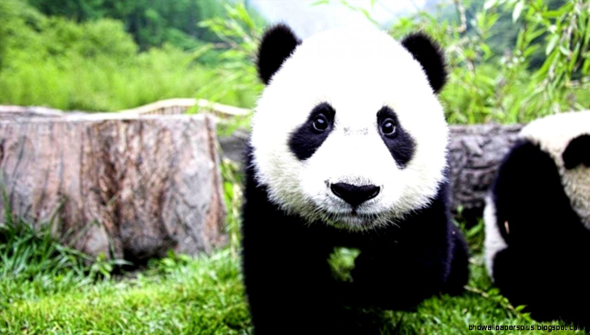 Super Funny Panda FightingHD YouTube Super Funny Panda FightingHD YouTube