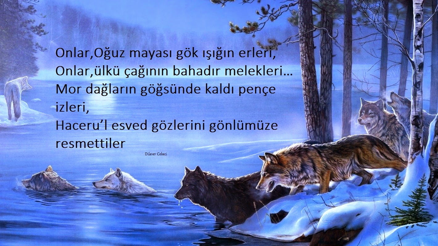 Bozkurtlar Gok Kurt Resimleri