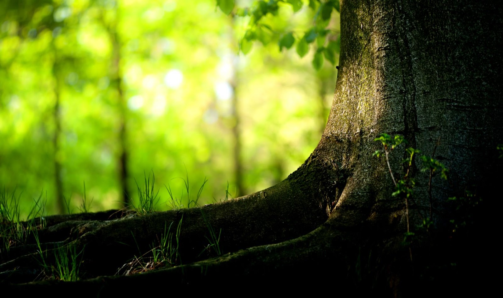 Free Nature Desktop Backgrounds Trees Free Nature Desktop Backgrounds Trees