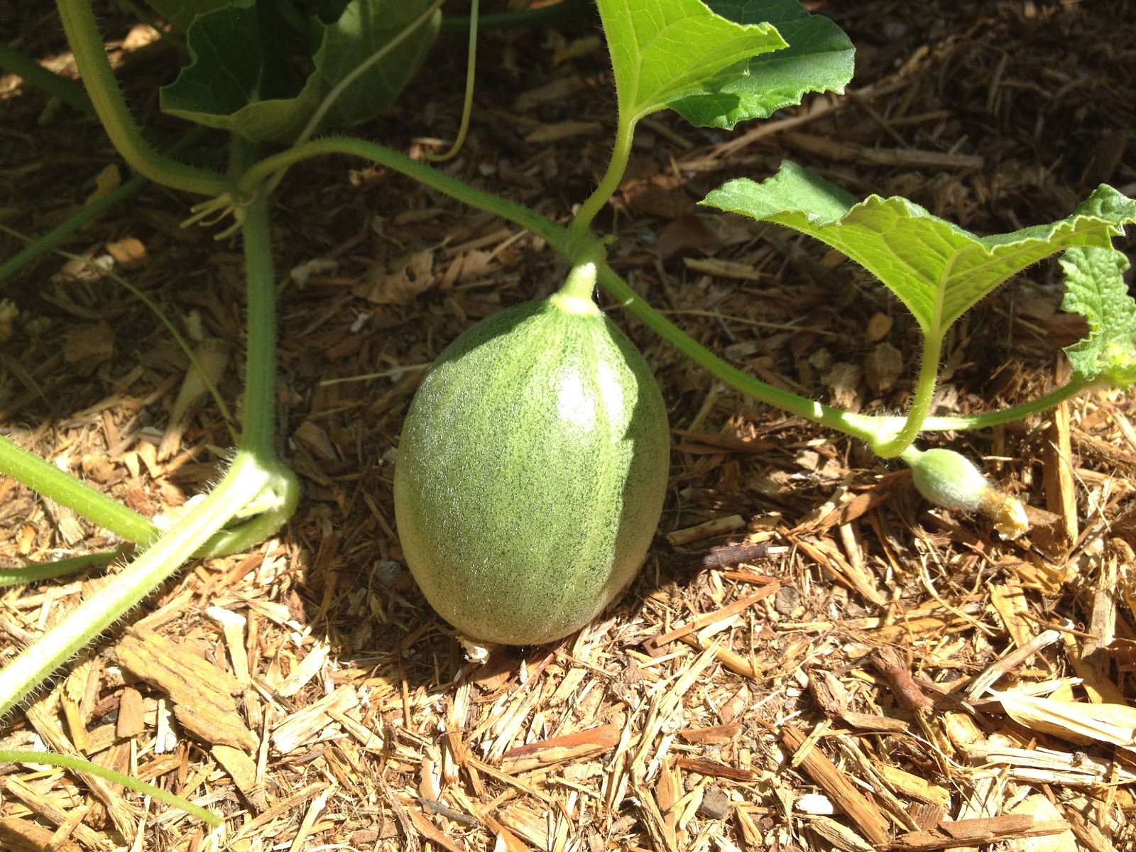 How Does My Garden Grow? Melons. Tuscan and Galia