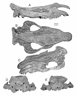 Protitan skull