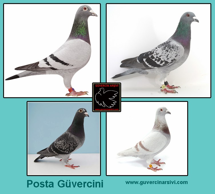 guvercin irklari