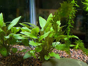 CRIPTOCORYNE WENTI GREEN