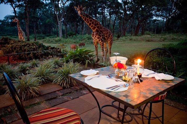 Desayunando con jirafas en Kenia