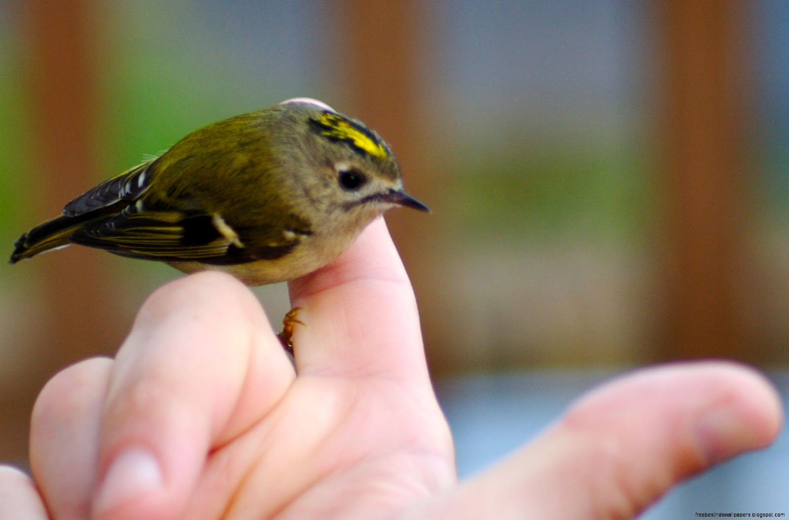 Cute Tiny Bird Cute Tiny Bird