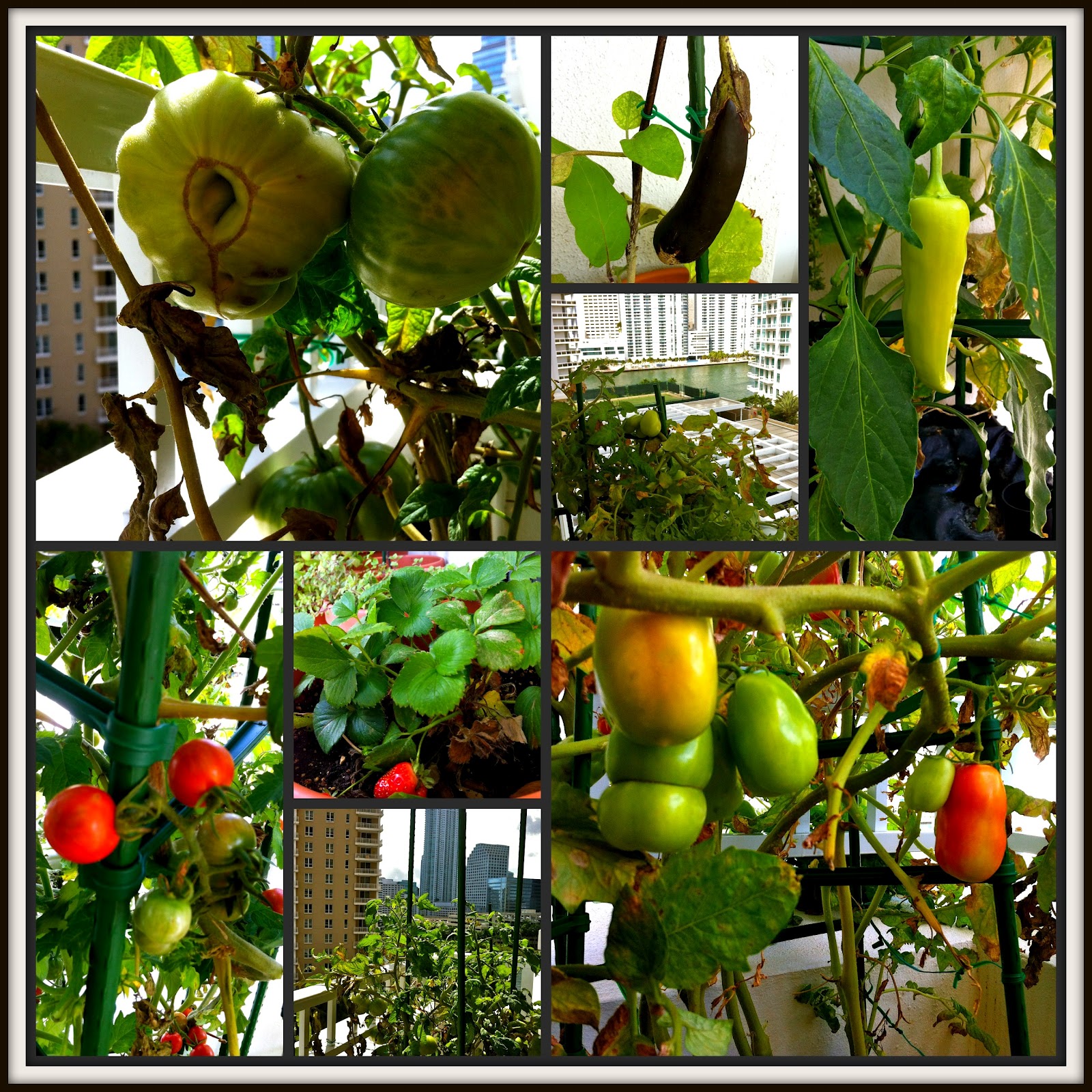 Gardening In Balcony