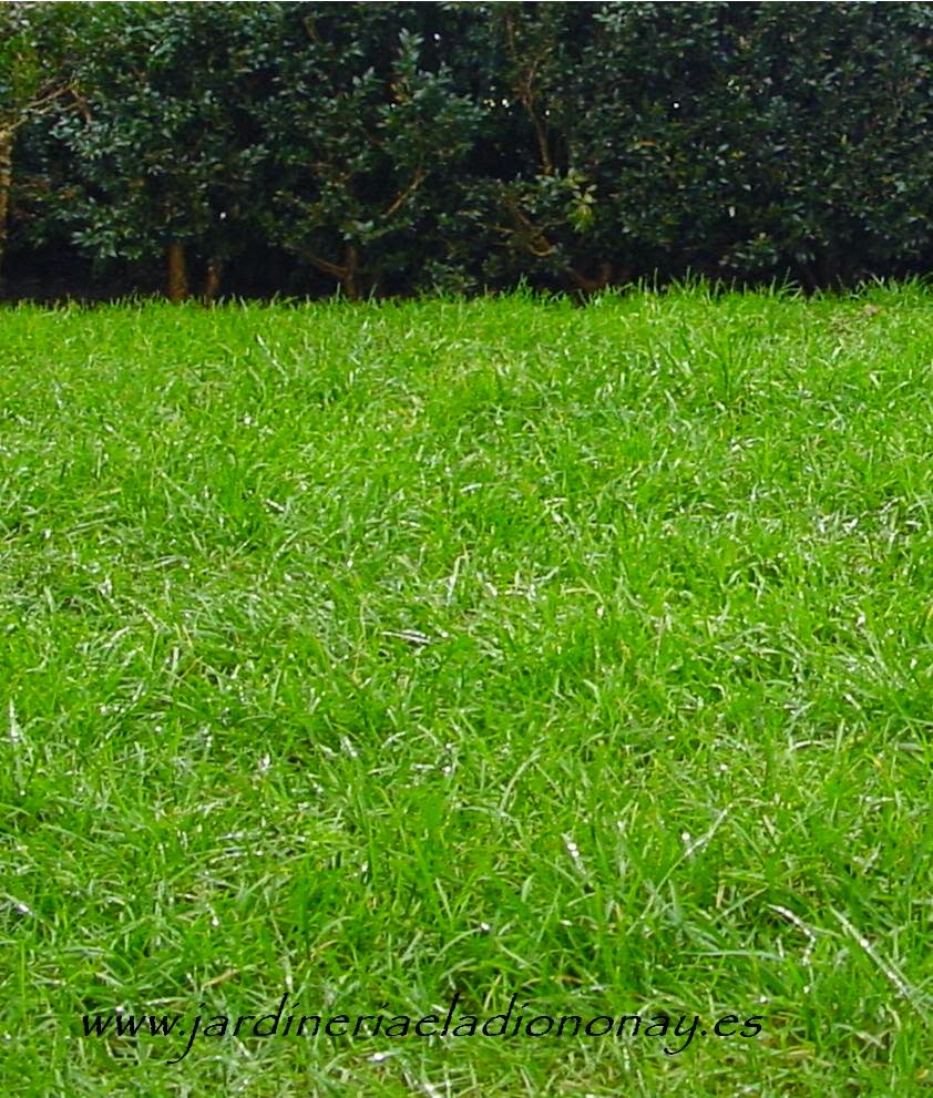 Jardineria Eladio Nonay: JARDINITIS (Jardinería Eladio Nonay)