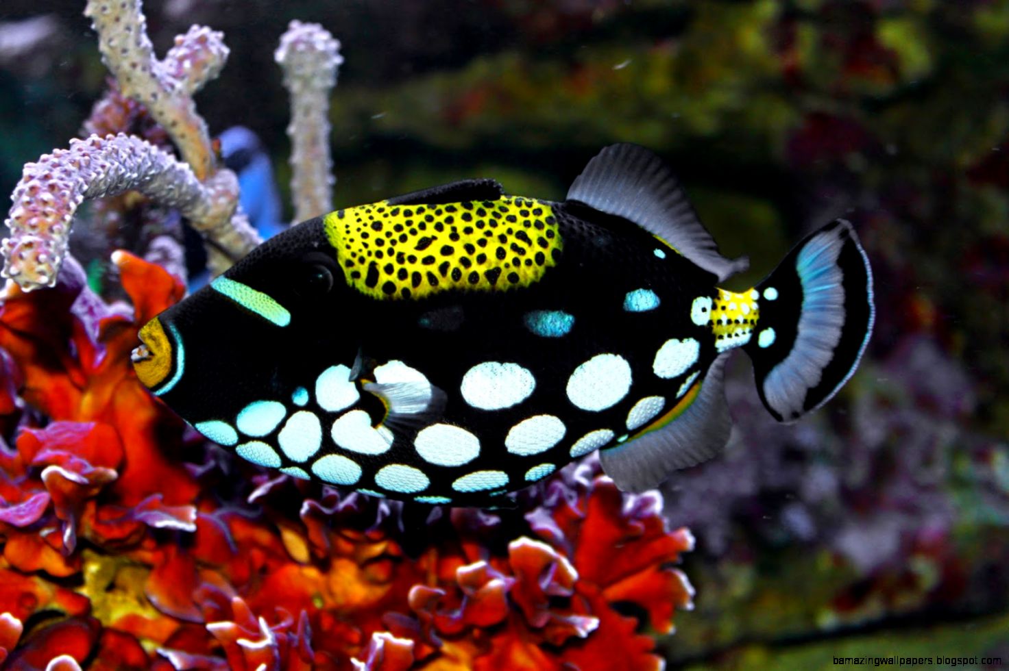 Blok888 Top 10 Most Beautiful Saltwater Fishes in the world Blok888 Top 10 Most Beautiful Saltwater Fishes in the world