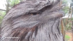 Funny animal gifs - part 109 (10 gifs), funny looking bird