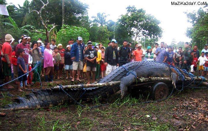 اصطياد أكبر تمساح حي على سطح الكرة الأرضية في الفلبين ويبلغ طوله 6 امتار