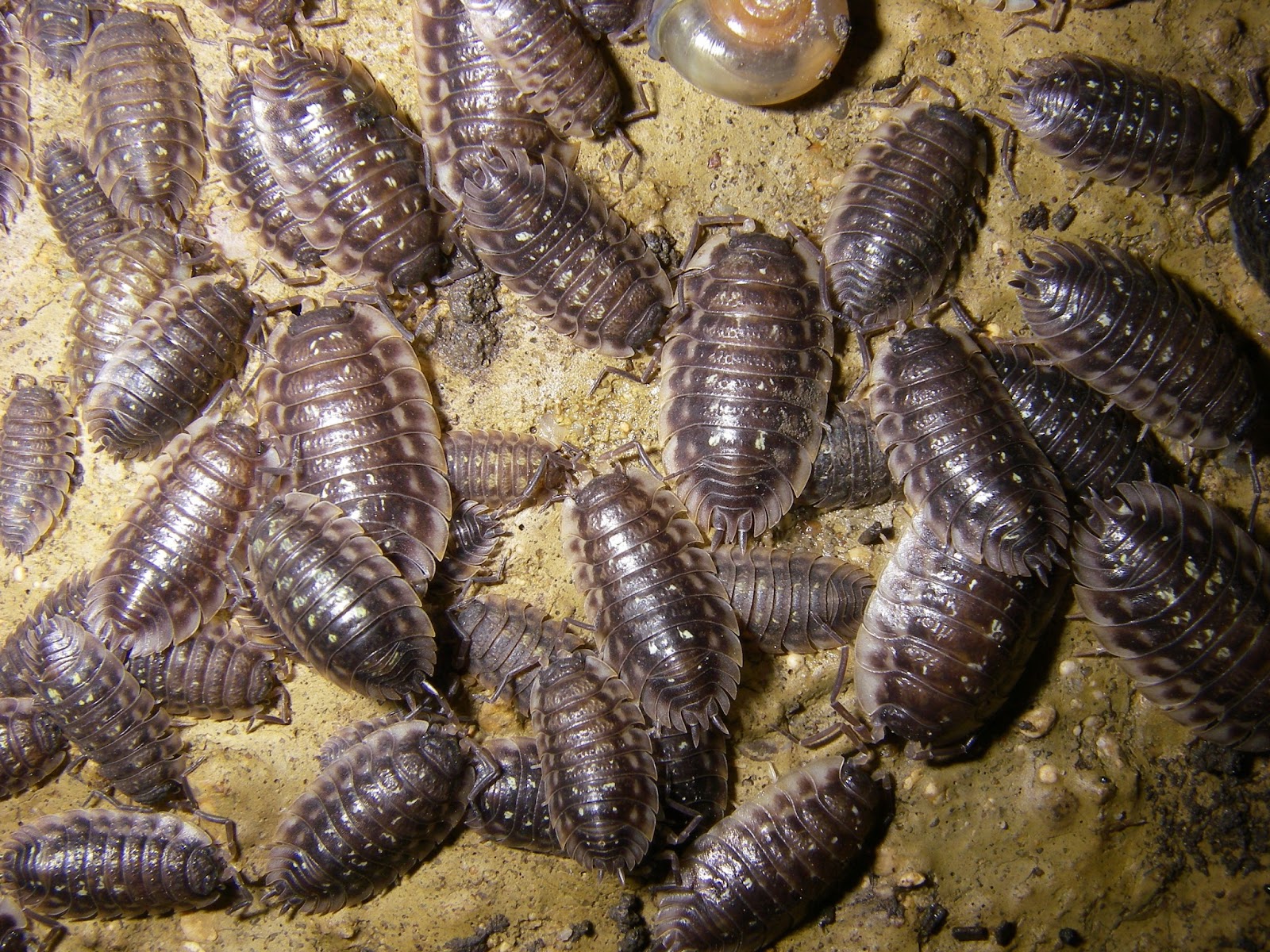 What crustaceans live on land? + Example