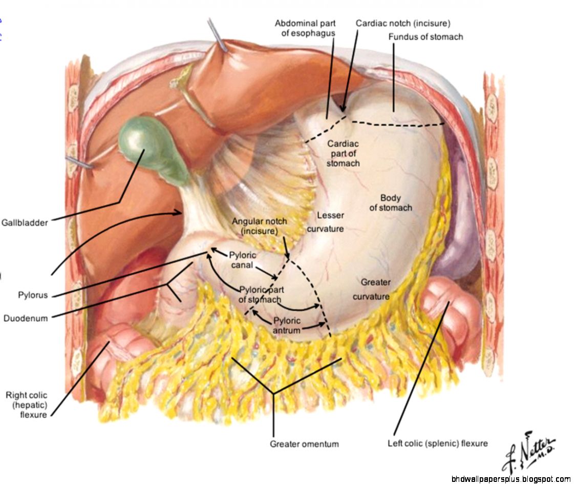 Abdominal General Anatomy StudyBlue Abdominal General Anatomy StudyBlue