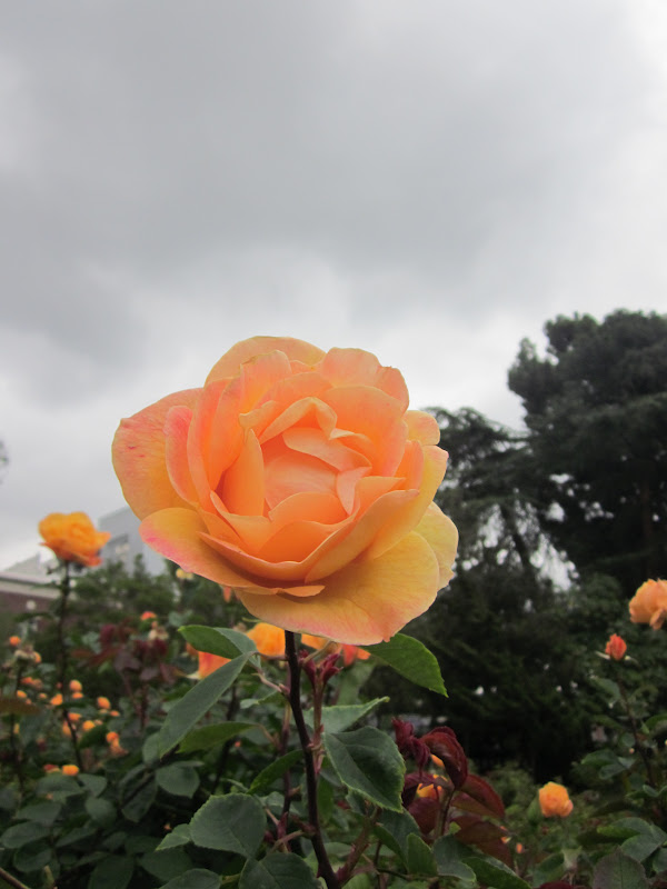 Garden Discoveries California Roses
