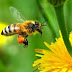 Belajar Konsekuen dari Perilaku Hidup Lebah