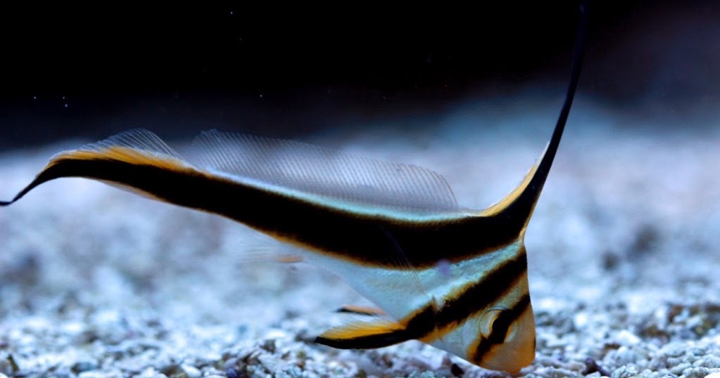 Life of Sea Jackknife Fish