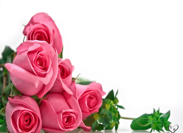 Pink Roses Wallpapers