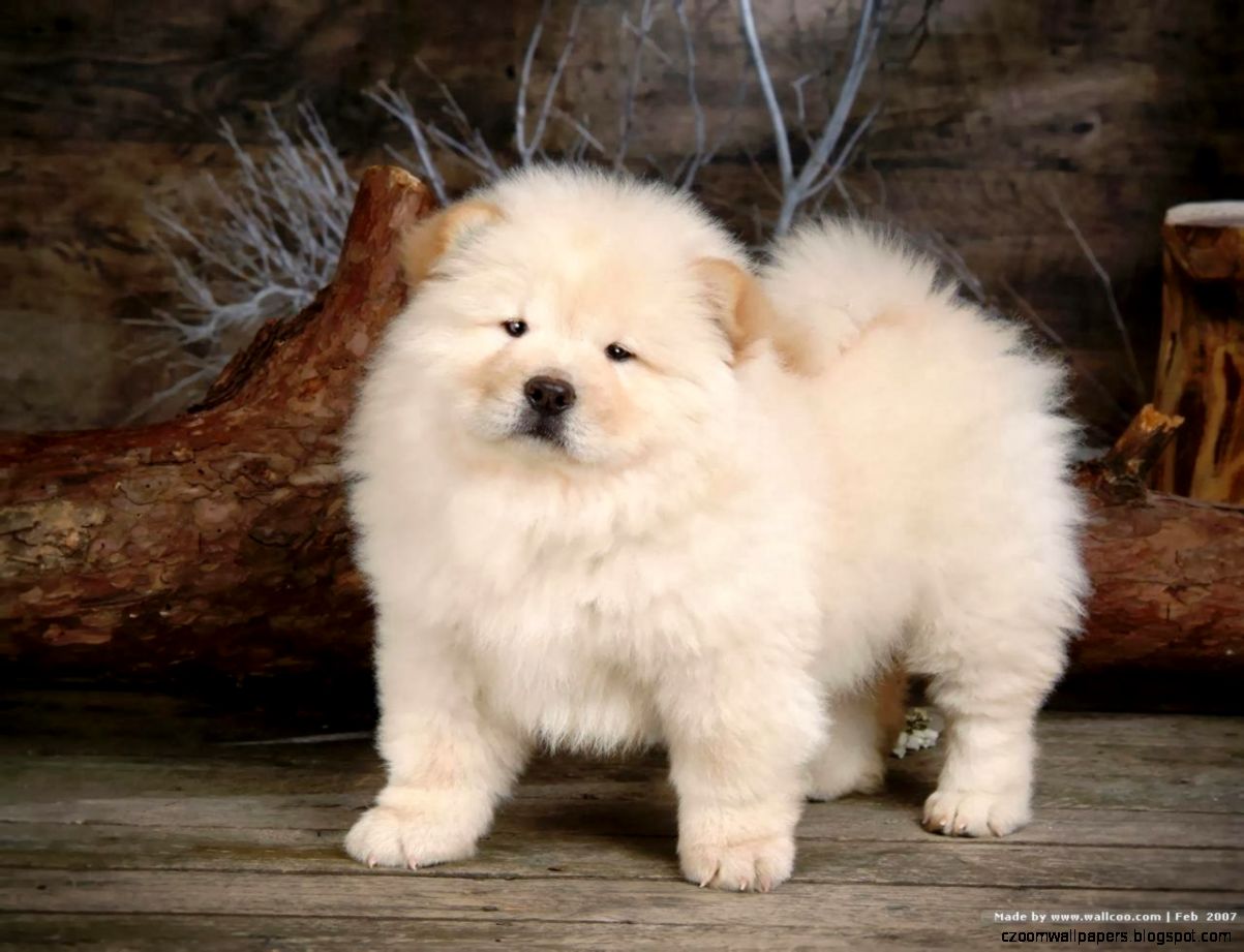 Chow Chow Dog HD Wallpapers Chow Chow Dog HD Wallpapers