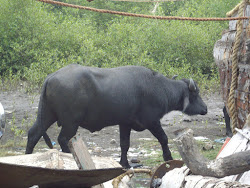 Bull Buffalo near Bassein Fort in Mumbai.