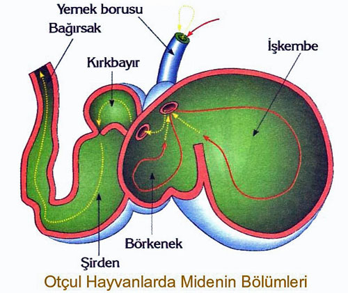 hayvanın bölümleri