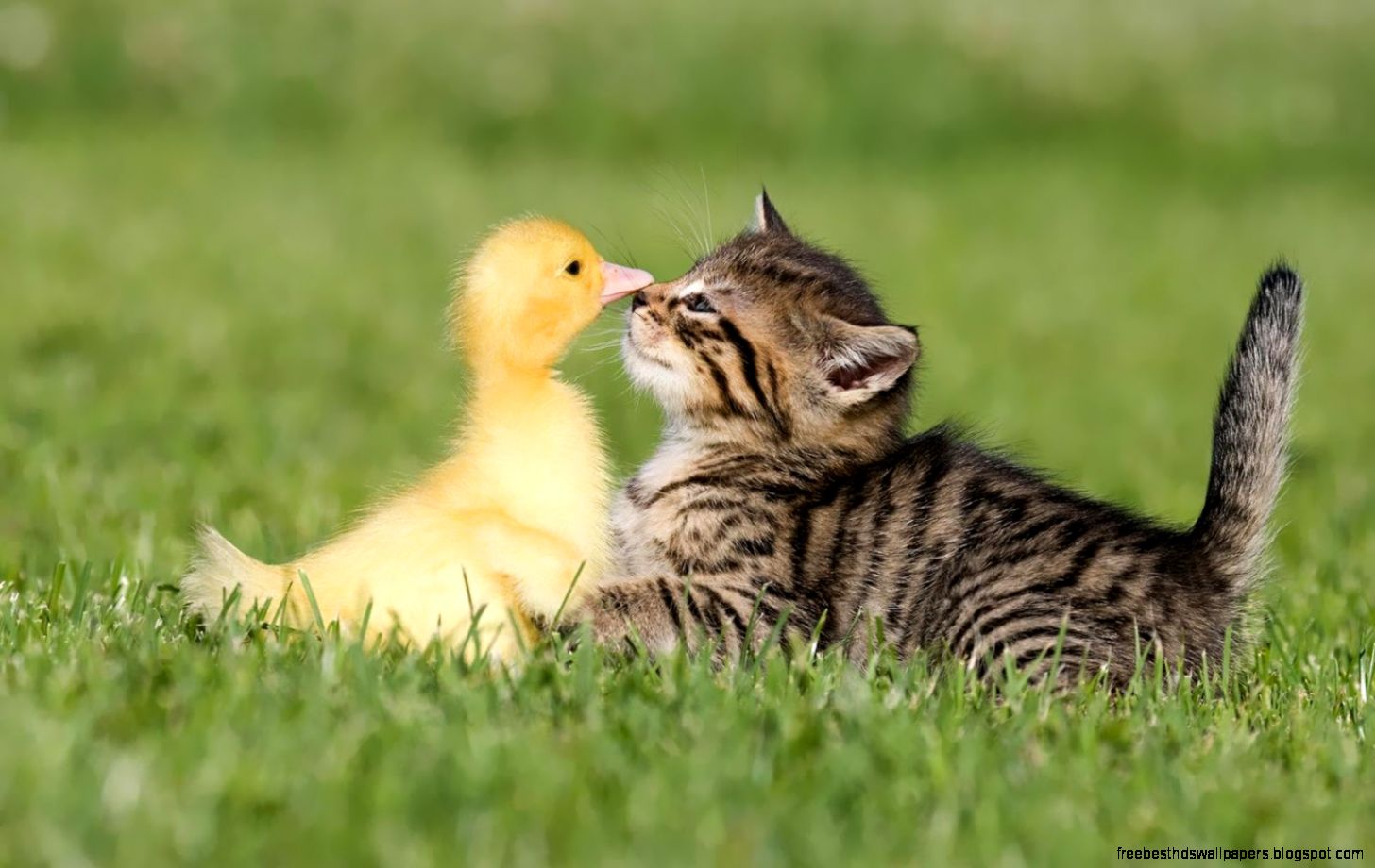 Cute Funny Animal Desktop Backgrounds Cute Funny Animal Desktop Backgrounds