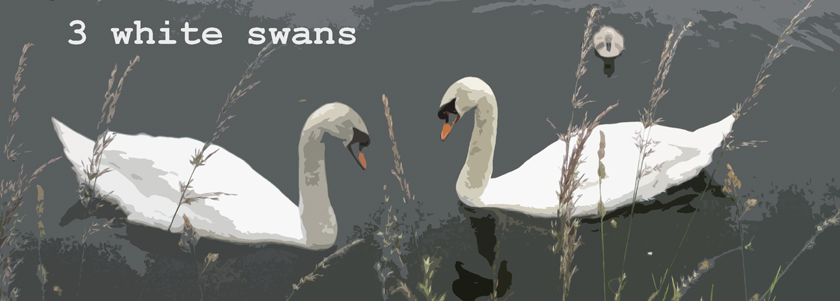 3 White Swans