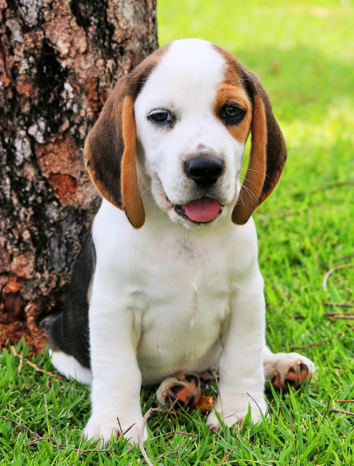 TIBETIN SPANIEL HAWAII BY BRITTANY BEAGLE PUPPIES 2 MALES LEFT